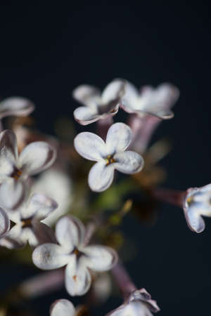 Flower blossom close up background Syringa vulgaris family oleaceae botanical modern high quality...