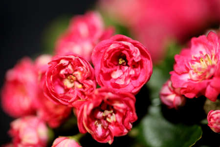 Pink flower blossoming macro shoot background Crataegus laevigata family rosaceae botanical modern big size high quality printsの写真素材