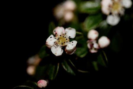 White bush flower blossom close up background cotoneaster dammeri family rosaceae botanical high...