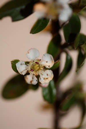White bush flower blossom close up background cotoneaster dammeri family rosaceae botanical high quality big size printsの写真素材