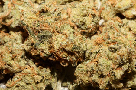 Cannabis bud close up background modern high quality big size prints medical marihuana super lemon...