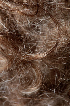 Dog brown curly hairs close up lagotto romagnolo abstract background modern high quality big size...