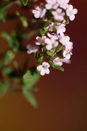 Small aromatic flower blossom close up thymus vulgaris family lamiaceae background high quality big size printsの写真素材