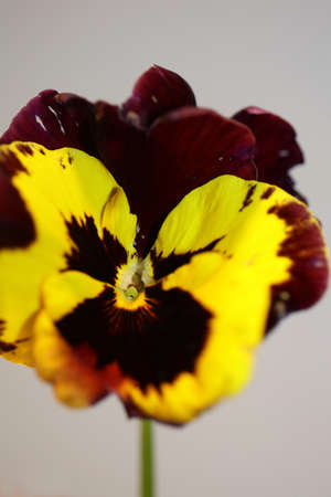 Yellow viola flower blossom family violaceae close up botanical background modern high quality big size printsの写真素材