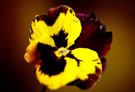 Yellow viola flower blossom family violaceae close up botanical background modern high quality big size printsの写真素材