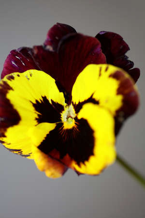 Yellow viola flower blossom family violaceae close up botanical background modern high quality big size printsの写真素材