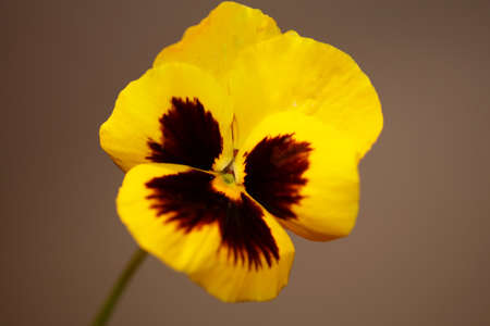 Yellow viola flower blossom family violaceae close up botanical background modern high quality big size printsの写真素材