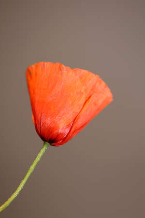 Red wild flower blossom close up papaver family papaveraceae botanical background high quality big size printsの写真素材