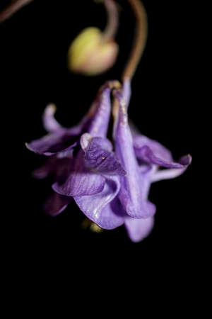 Flower blossom close up botanical background Aquilegia vulgaris family ranunculaceae big size high quality printsの写真素材
