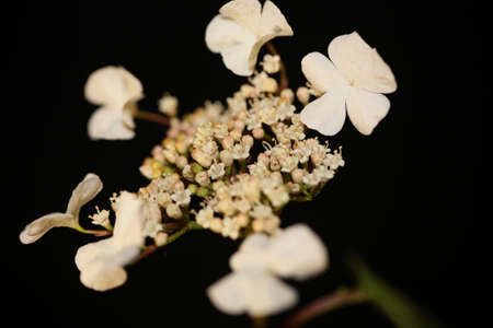 White small flower blossoming viburnum family adoxaceae botanical modern high quality big size...