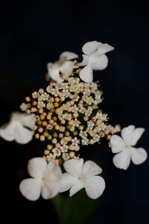 White small flower blossoming viburnum family adoxaceae botanical modern high quality big size printsの写真素材