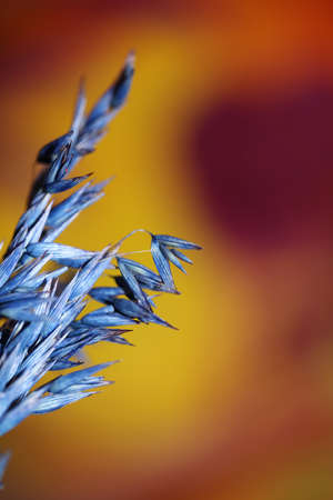 Dry decoration wheat colored in blue botanical background modern high quality big size print triticum aestivum family poaceaeの写真素材
