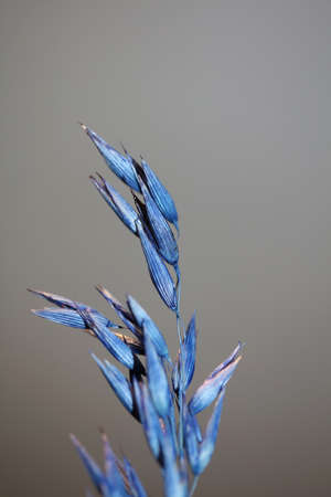 Dry decoration wheat colored in blue botanical background modern high quality big size print triticum aestivum family poaceaeの写真素材