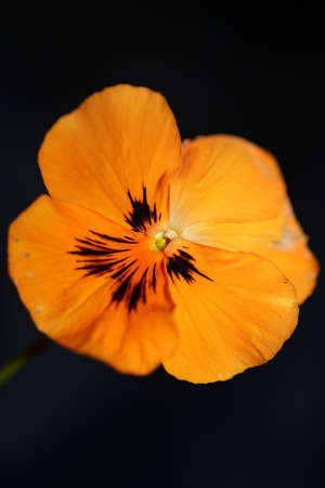 Orange viola flower close up botanical background tripping modern high quality big size prints family violaceaeの写真素材