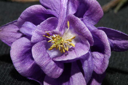 Flower blossom close up botanical background aquilegia vulgaris family ranunculaceae big size high quality printsの写真素材