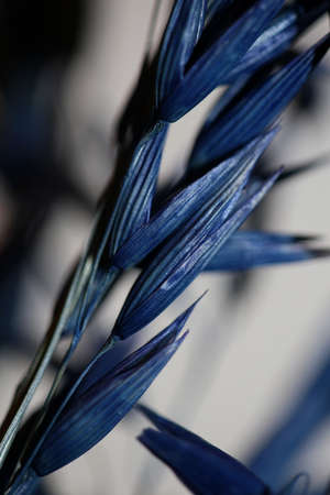 Decoration wheat colored in blue botanical background modern high quality big size prints triticum aestivum family poaceaeの写真素材