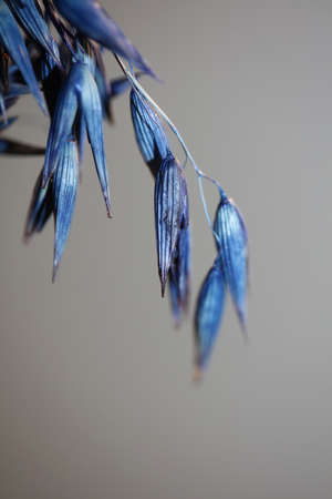 Decoration wheat colored in blue botanical background modern high quality big size prints triticum aestivum family poaceaeの写真素材