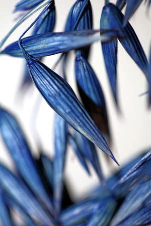 Decoration wheat colored in blue botanical background modern high quality big size prints triticum...