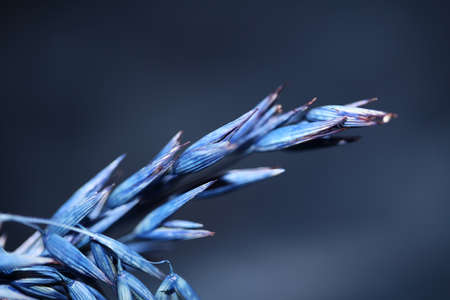 Decoration wheat colored in blue botanical background modern high quality big size prints triticum aestivum family poaceaeの写真素材