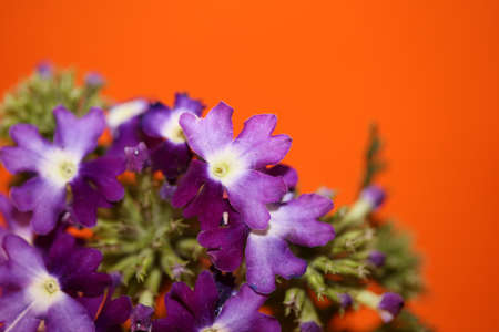 Colorful flower blossom close up verbena hybrid family verbenaceae botanical modern background high quality big size printsの写真素材