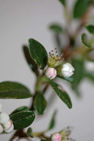 White bush flower blossom close up background cotoneaster dammeri family rosaceae botanical high...