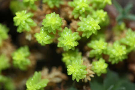 Succulent flower close up botanical background high quality big size printの写真素材