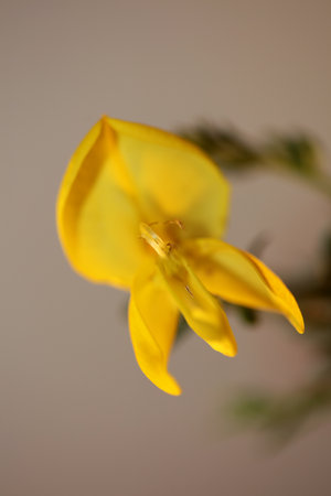 Yellow flower blossom close up spartium jenceum family leguminosae botanical modern background high quality big size printsの写真素材