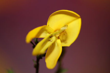 Yellow flower blossom close up spartium jenceum family leguminosae botanical modern background high quality big size printsの写真素材