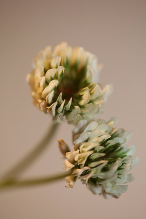 Wild white flower blossom close up botanical background trifolium nigrescens family leguminosae high quality big size printsの写真素材