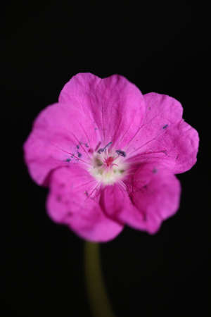 Pink flower blossom close up background botanical modern high quality big size prints geranium...