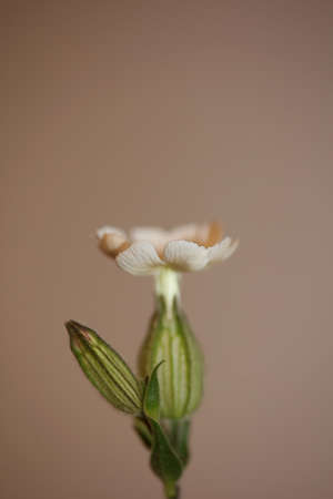 White flower blossom close up botanical background silene latifolia family caryophyllceae high quality big size printsの写真素材