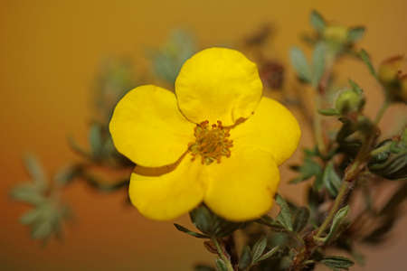 Yellow wild flower blossom close up botanical background dasiphora fruticosa family thymelaeaceae...