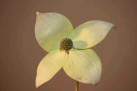White small flower blossom close up background botanical high quality big size prints