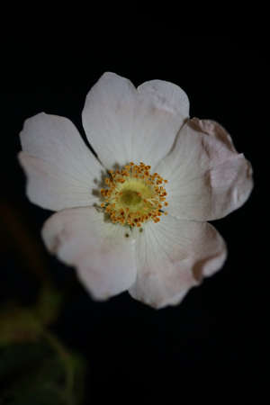 Wild white flower blossom close up botanical background rosa arvensis family rosaceae high quality big size printsの写真素材