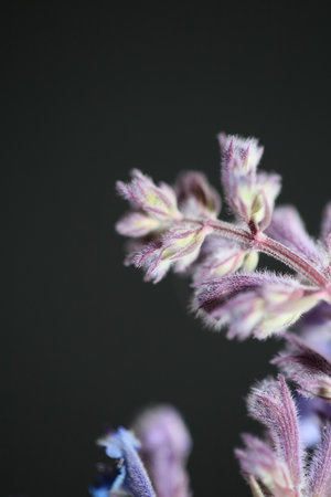 Wild purple flower blossom close up nepeta grandiflora family lamaiaceae botanical background high quality big size printsの写真素材