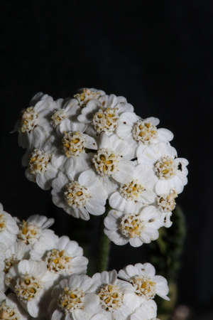 White flower blossom close up background achillea millefolium family compositae high quality big size printsの写真素材