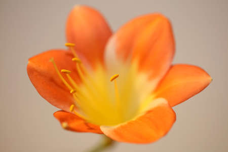 Orange flower blossom close up background clivia miniata family amaryllidaceae high quality big size...