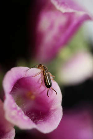 Purple flower blossom close up background digitalis purpurea family plantaginaceae high quality big size printsの写真素材