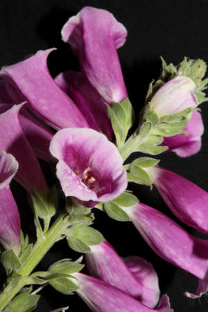 Purple flower blossom close up background digitalis purpurea family plantaginaceae high quality big size printsの写真素材