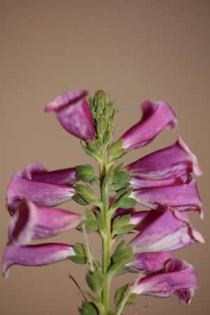 Purple flower blossom close up background digitalis purpurea family plantaginaceae high quality big size printsの写真素材