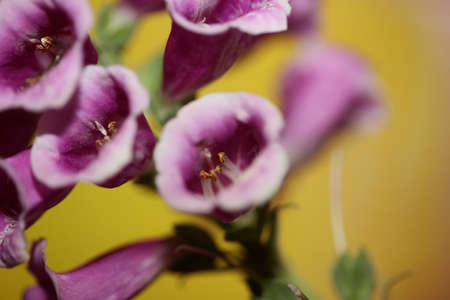 Purple flower blossom close up background digitalis purpurea family plantaginaceae high quality big...