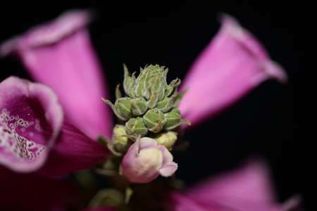Purple flower blossom close up background digitalis purpurea family plantaginaceae high quality big size printsの写真素材