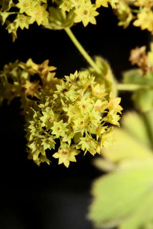 Wild yellow flower blossom close up background high quality big size print