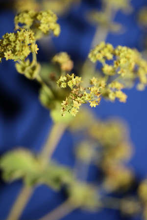 Wild yellow flower blossom close up background high quality big size print