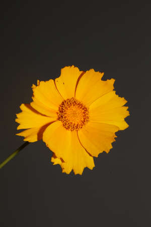 Yellow flower blossoming macro botanical background helianthus giganteus family compositae high quality big size printsの写真素材