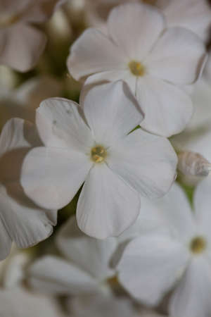 White flower blossom macro background phlox paniculata family polemoniaceae high quality big size...