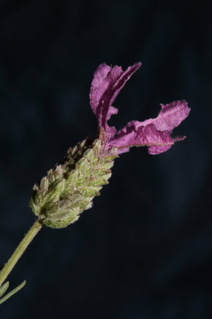 Flower blossoming close up lavandula stoechas family lamiaceae high quality big size botanical printの写真素材