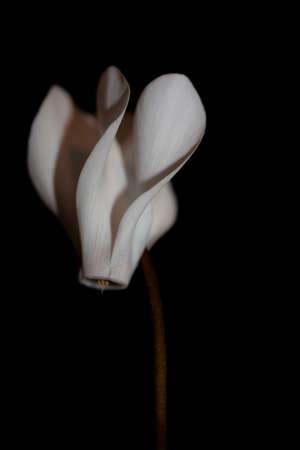 White flower blossom close up background cyclamen hederifolium family primulaceae high quality big size printの写真素材