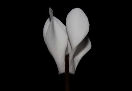 White flower blossom close up background cyclamen hederifolium family primulaceae high quality big size printの写真素材