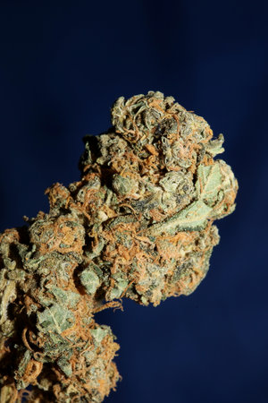 Cannabis sativa big bud family cannabaceae close up modern background high quality big size print